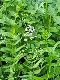 Image result for Berula erecta