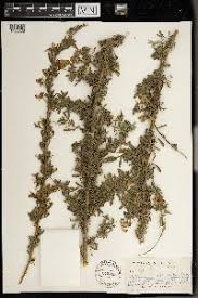 Image result for Lotononis laxa