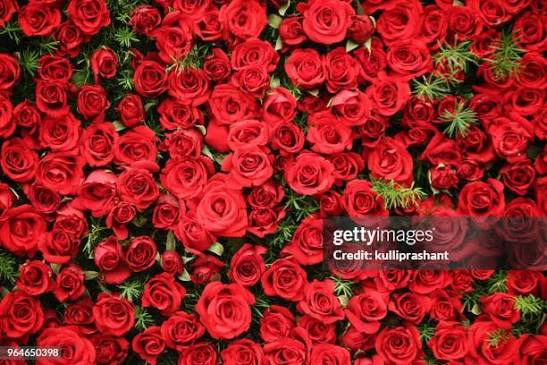 627 Bed Of Roses Stock Photos and High-Res Images - Getty Images