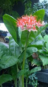 Image result for Scadoxus cinnabarinus