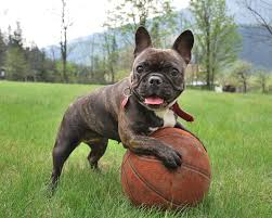 The french bulldog should not weigh more than 28 pounds, making him easily portable. Do French Bulldog Shed A Lot Ebknows