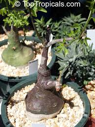 Image result for Adenia glauca