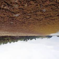 Image result for Kylicanthe rohrii