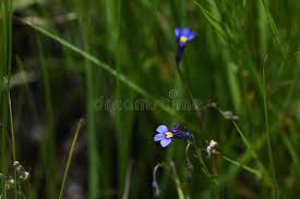Image result for Monopsis decipiens