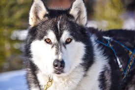 They have been recorded to pull loads up to 1,100 pounds! The Great Big Malamute Faq