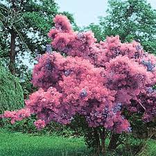 We did not find results for: Spring Hill Nurseries Purple Foliage Smoke Tree Cotinus Live Bareroot Tree 1 Pack Smoke Tree Flowering Trees Spring Hill Nursery