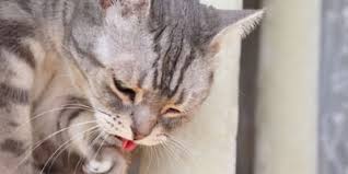 Wenn Die Katze Hechelt Grund Zur Sorge Oder Ganz Harmlos