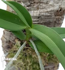 Image result for Diaphananthe