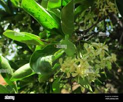 Image result for Pavetta gardeniifolia