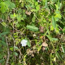 Image result for Aniseia martinicensis