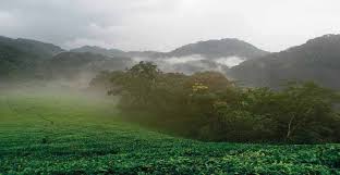 Image result for Strophanthus bequaertii