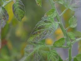 A good supply of organic matter can increase yield and reduce production problems. Phosphorus Deficiency In Aquaponics Aquaponics Exposed