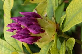 Planting & growing anah kruschke rhododendron will grow to be about 5 feet tall at maturity, with a spread of 5 feet. Plantfiles Pictures Rhododendron Anah Kruschke Rhododendron By Rhodyoh