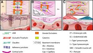 The animal cells are grouped together to form animal tissues. Tight Junction Structure Function And Assessment In The Critically Ill A Systematic Review Intensive Care Medicine Experimental Full Text