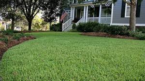 Zoysiagrasses are warm season grasses native to china, japan and other parts of southeast asia. Grass Identification Guide Do You Know Your Grass Type Lawnstar
