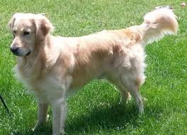 In this article, we'll find out more about this designer dog, from mini golden retriever facts and the breed's origin to the mini retriever's pros. Golden Retriever Puppy Dog For Sale In Rockford Illinois
