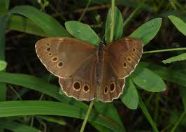 Image result for Lopinga achine