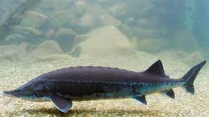 Fisch ist eine gesunde alternative zu fleisch. Hausen Landesfischereiverband Oo