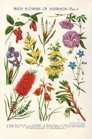 Vintage Botanical Flower Print Australian Wild Flowers Wattle Bottlebrush Kangaroo Paw Flower Art Illustration Botanical Flowers Print Vintage Botanical Prints Botanical Flowers