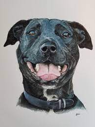 Dog, cat and horse portraits in pencil, colored pencil and paint. Pet Portraits Nz Facebook