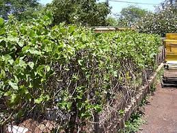 Image result for Mucuna glabrialata