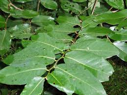 Image result for Bridelia