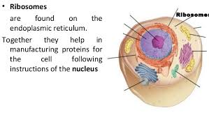 Is there a nucleolus in animal cells. Plant Amp Animal Cell For Discussion