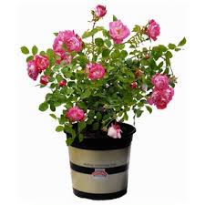 We did not find results for: Flower Carpet Rose