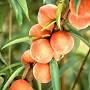 Peaches fruit from ohioline.osu.edu