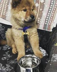 ares kopekkunyesi mamakabi isimlik isimlikolye kopek kopek dog kopekler dogs tasma tasmaucu tasmakolye tasma kopek aksesuarlari kopek veterinerler