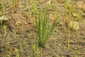 Image result for Isoetes alstonii