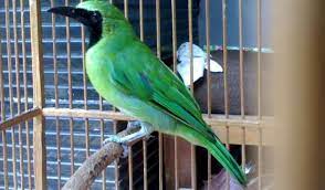 Cucak ijo (ci) adalah salah satu burung kicauan yang memiliki banyak penggemar dan yang popularitasnya paling awet dibanding burung kicauan jenis lainnya. Daftar Harga Burung Cucak Ijo Atau Cucak Hijau Banyuwangi Kalimantan Dan Sumatera Portal Jogja