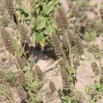 Image result for Cantinoa americana