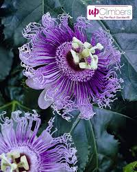 Winterharte Passionsblume Exotische Schonheit Passiflora Caerulea Ca 65cm Hoch Im 15cm Topf Lila In 2020 Exotische Blumen Exotische Schonheiten Passionsblume