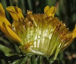 Image result for Bidens crocea