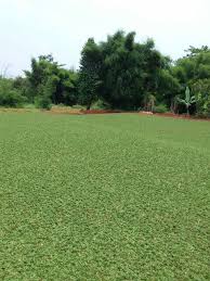 Rumput gajah mini saat ini sedang menjadi tren tersendiri di kalangan pecinta taman yang dikarenakan cara menanam yang cukup mudah dan juga cara merawatnya juga cukup mudah. Tanaman Rumput Gajah Mini Gajah Mini 30x30cm Sego Shopee Indonesia