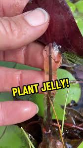 Image result for Brasenia schreberi