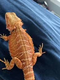 6 month bearded dragon
