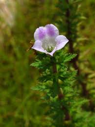 Image result for Limnophila crassifolia