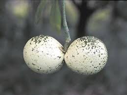 Image result for Voacanga thouarsii