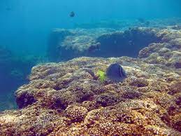 See 117 reviews, articles, and 43 photos of reef guides hawaii, ranked no.2 on tripadvisor among 7 attractions in princeville. Holocene Reef Development In The Eastern Tropical Pacific Springerlink