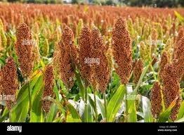 Image result for Sorghum versicolor