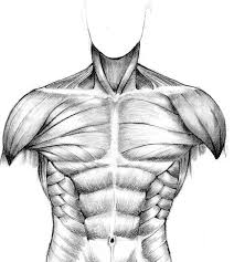 Subsequently, question is, what are the major surface muscles in the body? Muscular Study Front Torso By Seventyseven On Deviantart Human Anatomy Drawing Guy Drawing Body Sketches