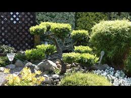 Kirschlorbeer Gestalten Lorbeerkirsche Formschnitt Als Art Bonsai Schneiden Gartentipp Youtube In 2020 Kirschlorbeer Garten Gartentipps
