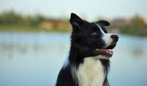 You can find out a little more about jl border collies on the about us page and you can always get in touch with us on the contact us page. Border Collie Dog Breed Information