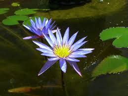 Image result for Nymphaea heudelotii