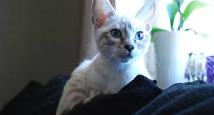 Le Chat Fait Ses Besoins En Dehors Du Bac A Litiere Agria Assurance Pour Animaux