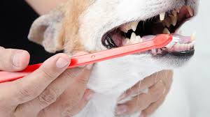 Feb 06, 2019 · depending on the dog's size and breed, dr. How To Brush Your Dog S Teeth Bow Wow Meow Pet Insurance