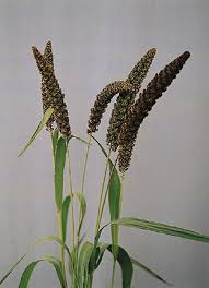 Image result for Setaria italica