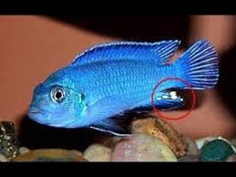 Mavi Prenses Hakkinda Hersey Youtube